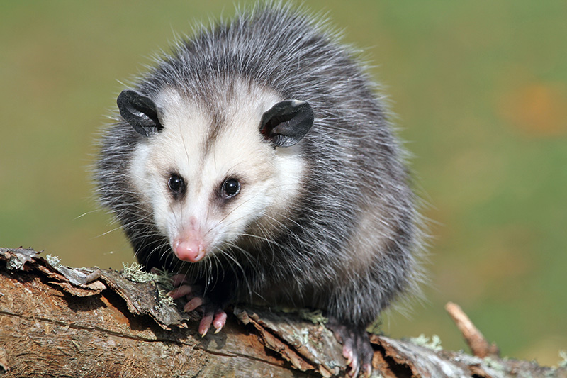 Opossums