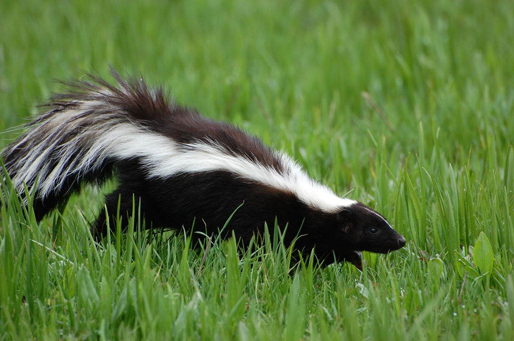 Skunks